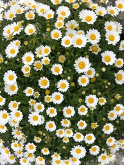 Beautiful daisy flowers background, Beautiful wild flowers chamomile, Spring summer background. 