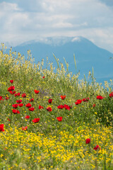 Poppy flower in the greenery nature field