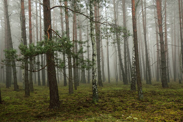 Autumn, foggy, dark pine forest.
