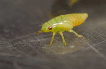 A macro image of a tiny Spittlebug Nymph