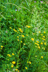 summer field with nice plants