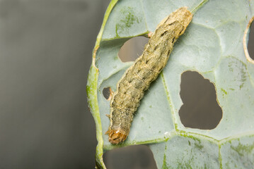 A close up image of a Cabbage Moth caterpillar, Mamestra brassicae.