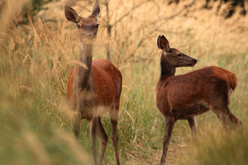 Deer on the road in the woods