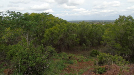 Obraz premium landscape with trees