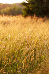 summer field with nice plants