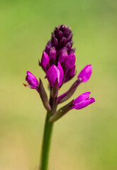 Red Helleborine (Cephalanthera rubra) in natural habitat