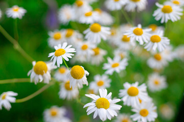white daisies in the field