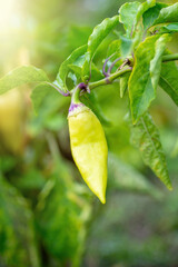 pepper growing in the garden