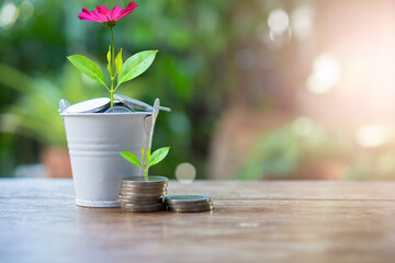 Plant money coins saving growth up to profit interest for concept investment mutual fund finance and business