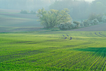 Agricultural field with green shoots of plants