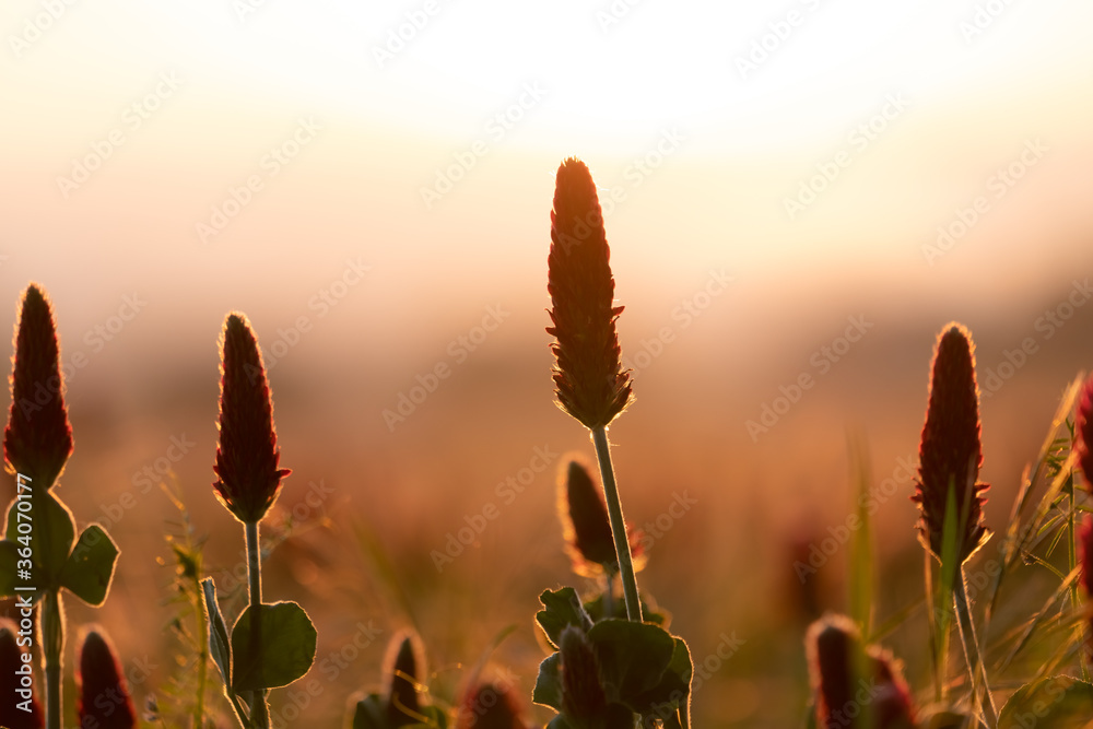 Wall mural abstract blurred nature background clover flower. abstract nature bokeh pattern