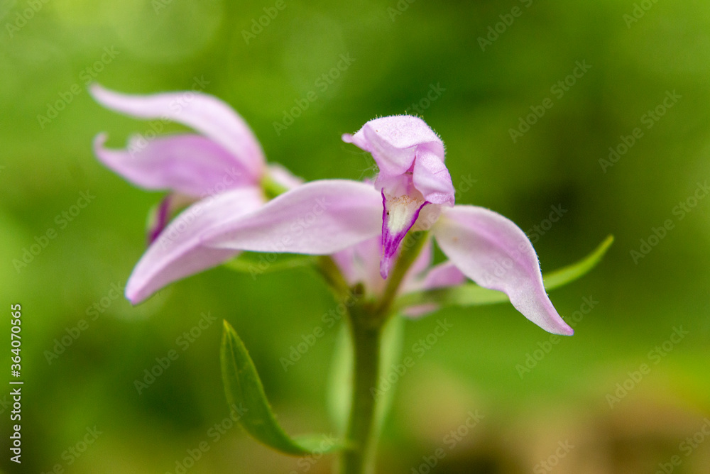 Wall mural Red Helleborine (Cephalantera rubra)