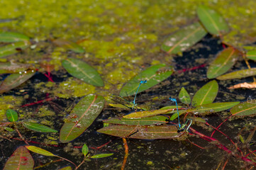 Mating azure damselflies, Coenagrion puella