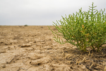 Desert plant. Camel thorn plant. Green bush in the desert. Green grass on dried ground. Desert soil. Desert landscape in summer