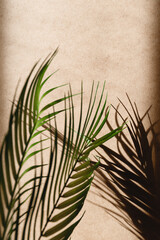 Tropics minimalist abstract blurred background of palm leaf shadow over kraft paper.