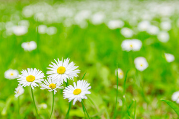 White Daisy flower on green lawn