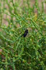 Desert plant. Desert insect. Camel thorn plant. Black beetle on the green grass. Green bush in the desert. Green grass on the dried ground. Desert soil.