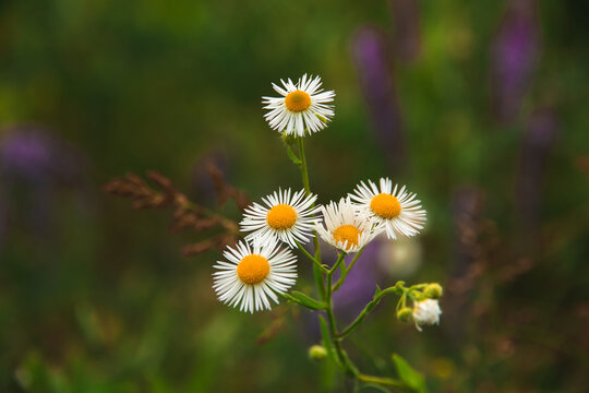 Daisies on a dark background in the field, atmospheric photos of flowers on a macro