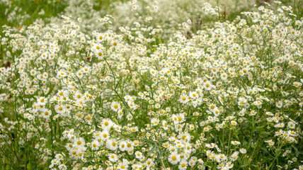 Blooming forget-me-not flowers