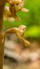 Bird`s-nest Orchid (Neottia nidua-avis)  in natural habitat