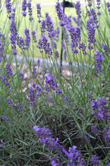 Lavende planting in the garden