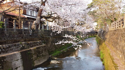 Fototapeta na wymiar 高山の小川にかかる満開の桜