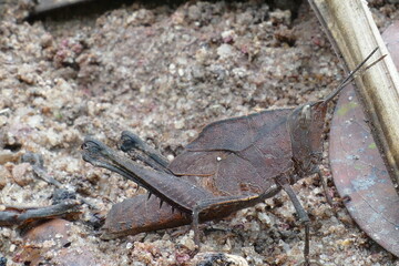 Detailed view of a short-horned lubber grasshopper (Tribo Procolpini) with dark brown color and a length of 6 cm, Amazon rainforest near Manaus, Brazil