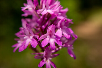 Pyramidal Orchid (Anacamptis pyramidalis) close up picture