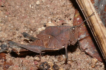 Short-horned lubber grasshopper (Tribo Procolpini) with dark brown color and a length of 6 cm, living area is the Amazon rainforest near Manaus, Brazil