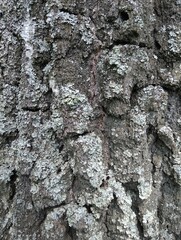 tree bark