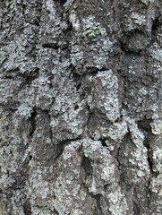texture of tree bark