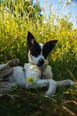 Funny and kind dog lies resting in the grass in a field in the shade of the hot summer sun