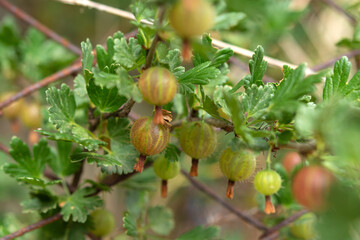 Ripe gooseberries on a branch in the garden. Sweet summer berry on a blurry background. Picking ripe berries. Cultivation of gooseberry bushes