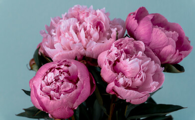 Bouquet of pink peonies on a blue background