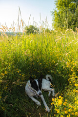 Naklejka na ściany i meble The dog is very tired and lying in the grass resting, very hot summer