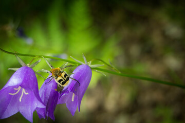 Trichius fasciatus on campanula flower