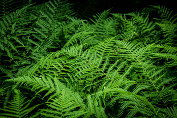 Dryopteris filix-mas Fern in a wet European forest, wallpaper, background