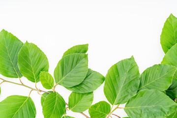 plant leaves on white background. Top view, Flat lay.