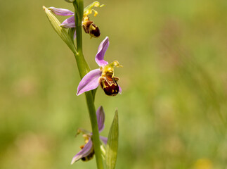Obraz na płótnie Canvas Bee Orchid (Ophrys apifera) in natural habitat