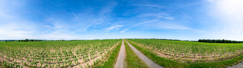 Fototapeta na wymiar Rural road and field , spring fresh green grass and blue sky, panoramic landscape