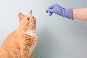 cute red cat and hand in sney rubber disposable glove on a blue background, a pipette with medicine in the vetâ€™s hand for treating a cat, drops for the ears and eyes of a pet