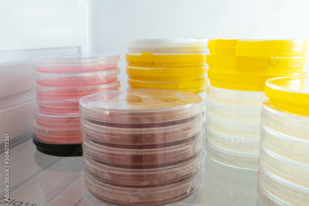 Canvas Prints Petri dishes with samples of microorganisms in a laboratory refrigerator