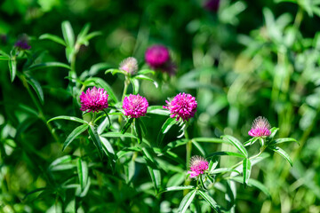 Background with many clover or trefoil (Trifolium) pink flowers and green leaves in a sunny spring day, beautiful outdoor floral background photographed with soft focus.