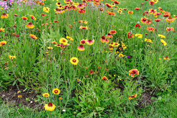Many vivid red and yellow Gaillardia flowers, common name blanket flower, and blurred green leaves in soft focus, in a garden in a sunny summer day, beautiful outdoor floral background.