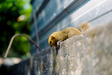 The squirrel is resting on the wall. Squirrel nature view.