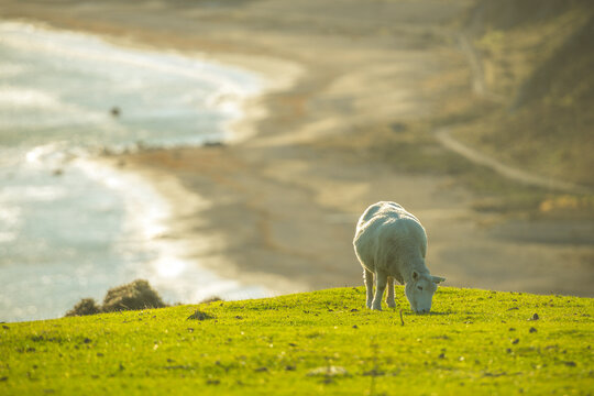 Sheep grazing on mountains