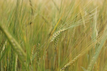 the barley (Hordeum vulgare) just before harvest