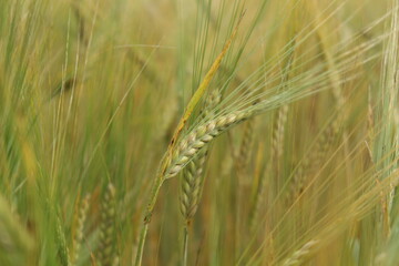 the barley (Hordeum vulgare) just before harvest