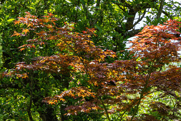 Acer Palmatum maple with bright bordo leaves on blurry background of green foliage. Selective focus. Spring landscaped garden. Close-up. Sunny day. Atmosphere of calm and love. Place for your text.