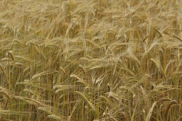 the barley (Hordeum vulgare) just before harvest